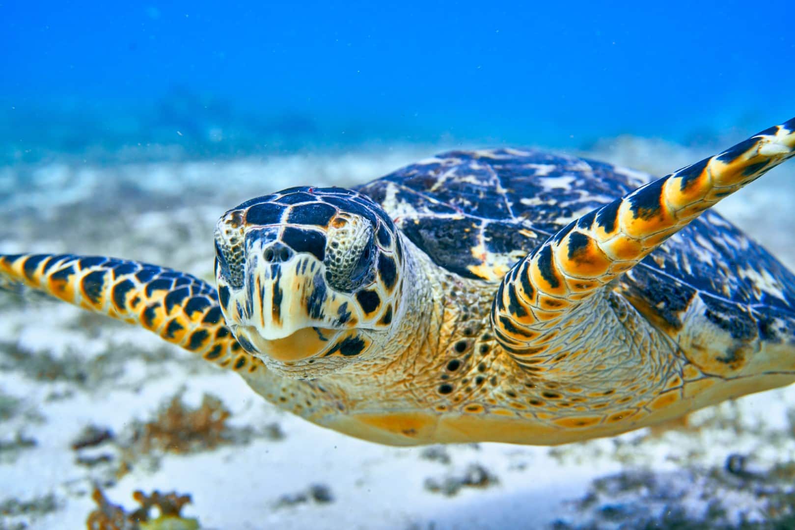 Cozumel Drift Diving Everything You Need to Know