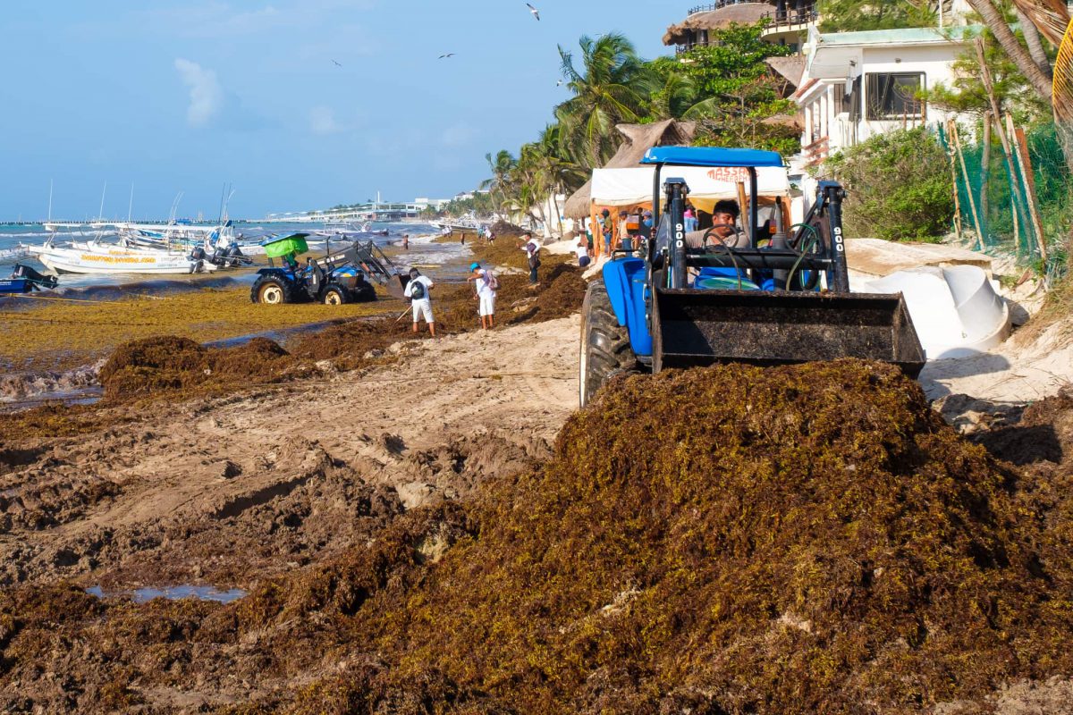 You are currently viewing How is the seaweed in Riviera Maya? A Sargassum Update From Cozumel