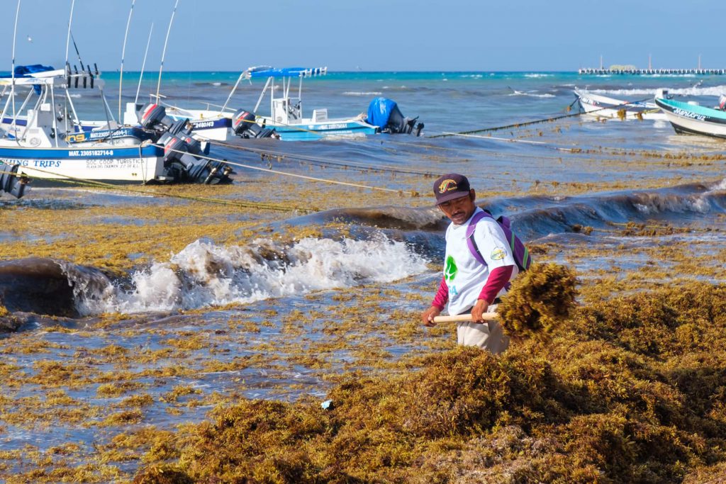 How is the seaweed in Riviera Maya? A Sargassum Update