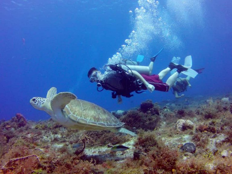 Scuba Diving in Cozumel Everything You Need To Know