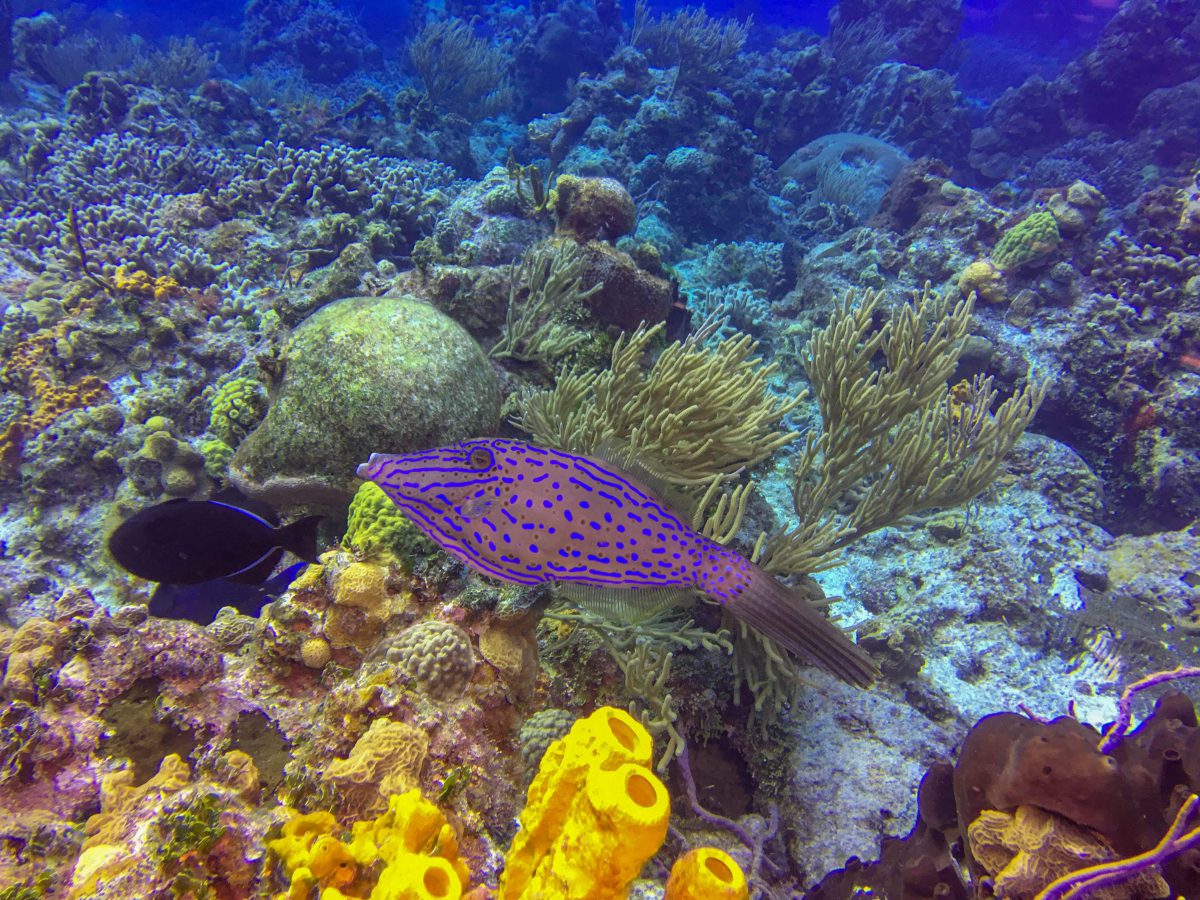 Cozumel Drift Diving Everything You Need to Know