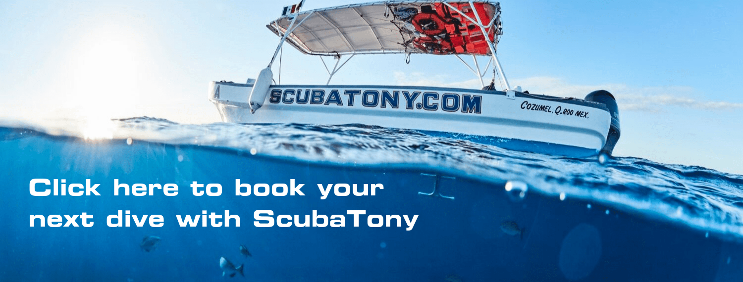 Book your next dive with ScubaTony today Cozumel scuba diving