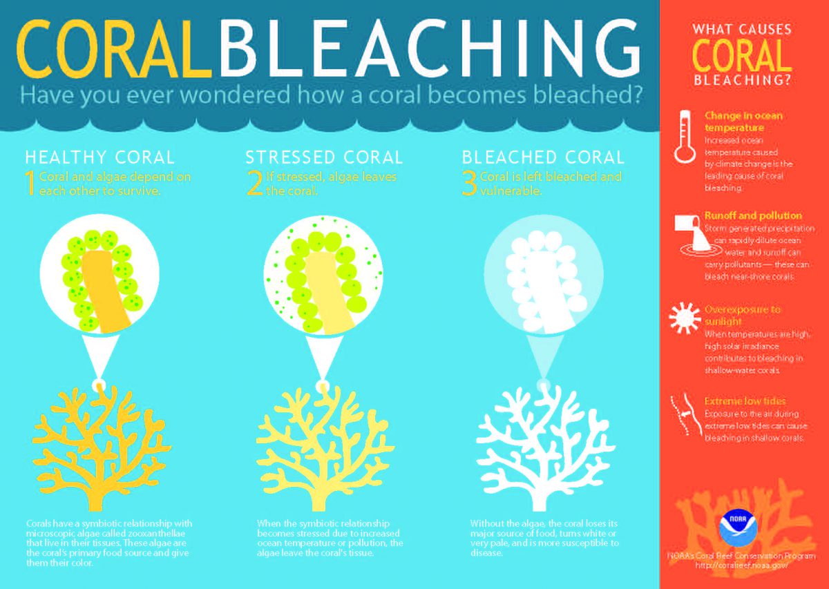 Coral Bleaching info graph