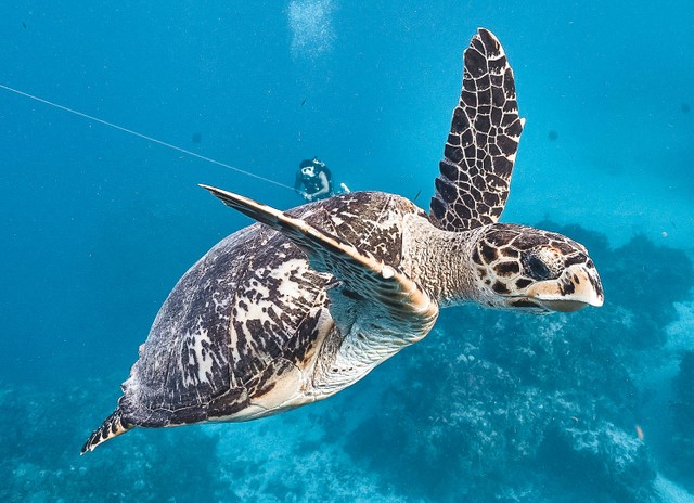 best diving in Cozumel