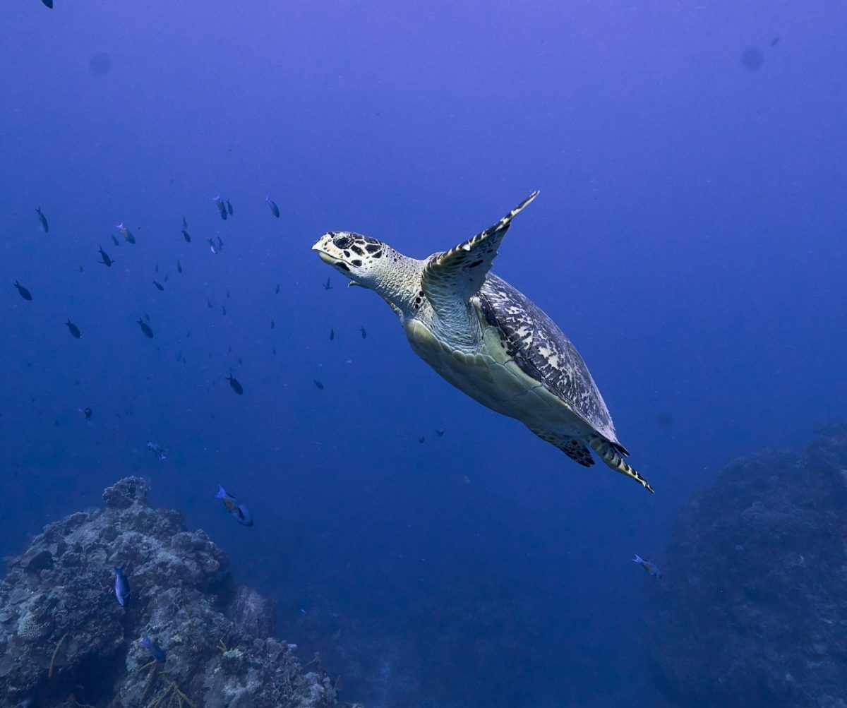 The Top 10 Best Dive Sites In Cozumel Mexico