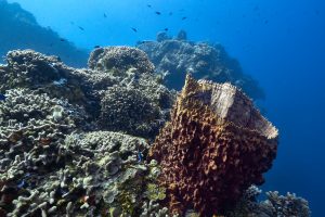 The Ten Best Dive Sites in Cozumel