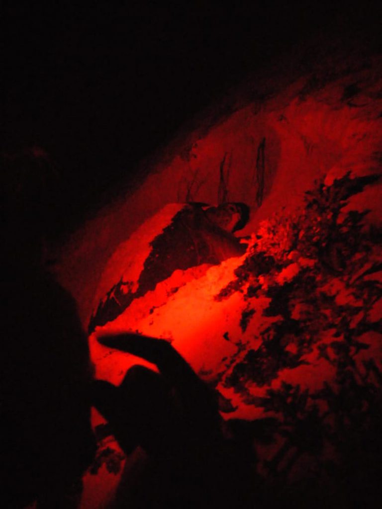 Female turtle digging her nest. Nesting turtles in Cozumel