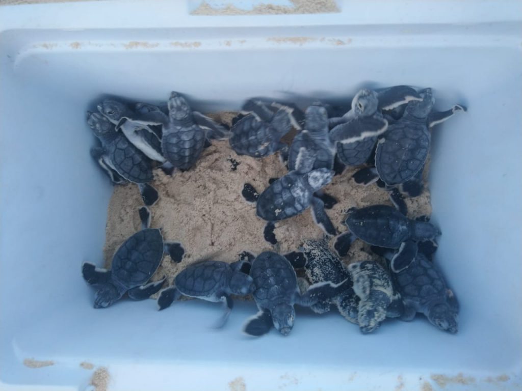 Green Sea Turtles that had a hard time escaping their nest and were rescued waiting in a bucket of sand to be released along with an actively hatching nest.