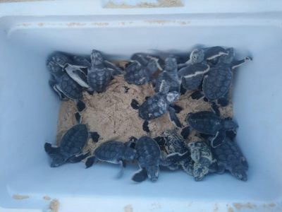The Nesting Turtles of Cozumel