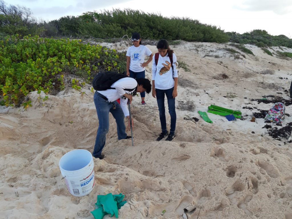 Carlos Ricardo uses a tool to track the outline of a Green Sea Turtles nest. This way they can carefully locate the egg chamber.