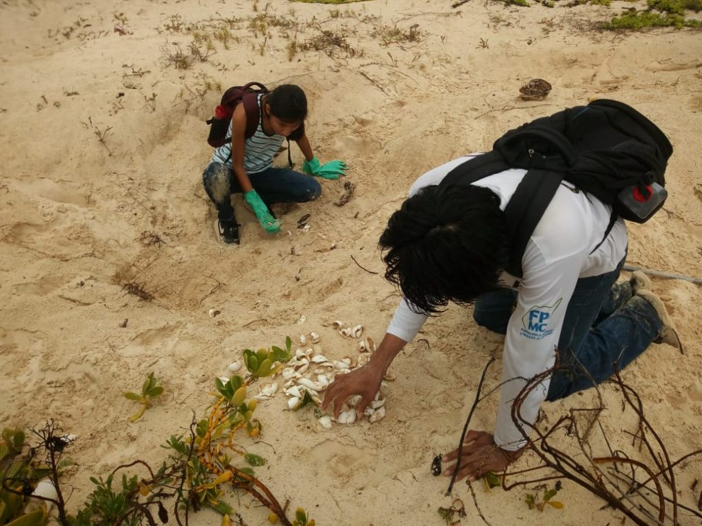 Carlos Ricardo and a volunteer count the egg shells from a recently hatched nest. They also take note of the unfertilized or spoiled eggs and any deceased turtles. 