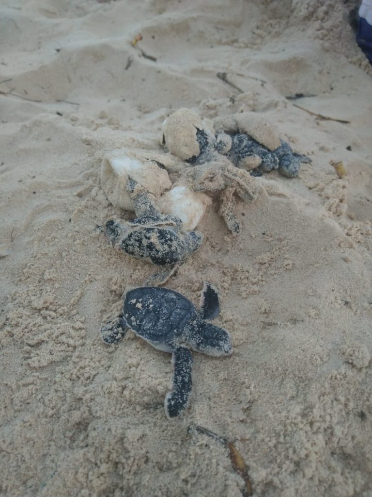 Empty egg shells and green sea turtles that didn’t survive.