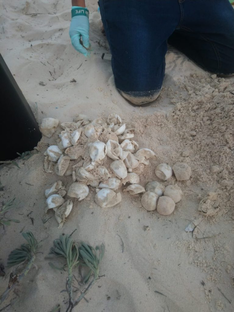 A pile of counted egg shells from a green sea turtle nest