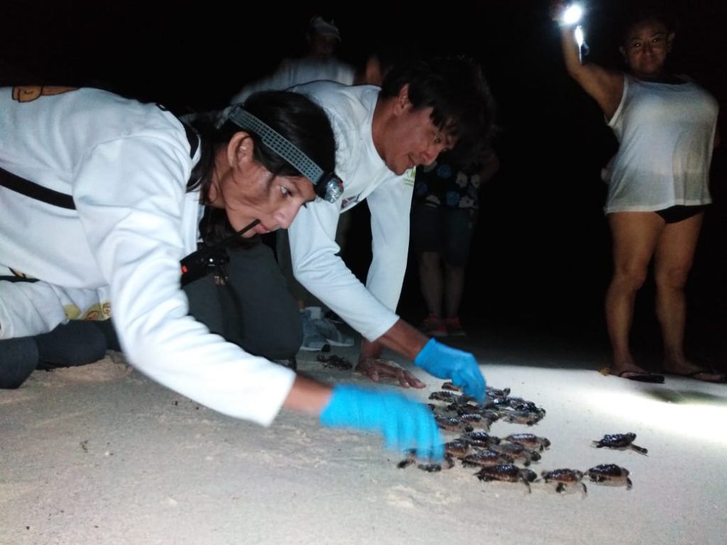 Loggerhead turtles that were found struggling at the bottom of their nest are released so they can start their journey to the ocean.